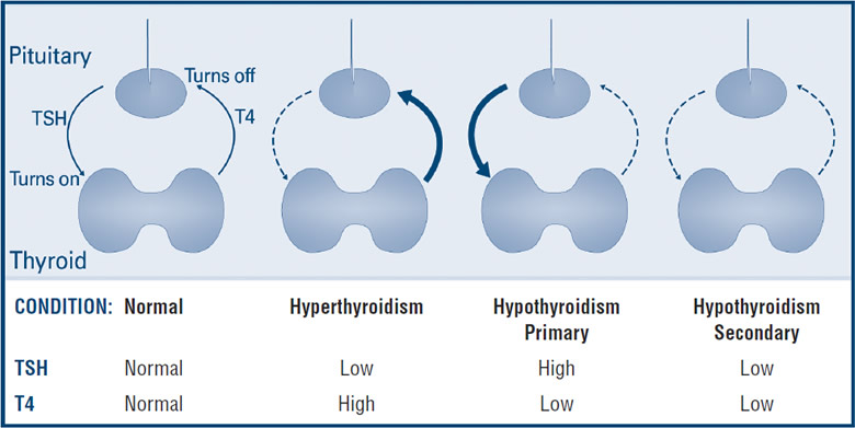 Thyroid Function Tests Thyroid Association